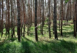 Działka leśna Drewno