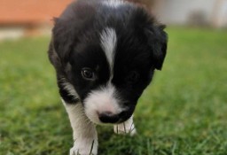 Border Collie śliczny szczeniak czarno -biały / Przebadani rodzice