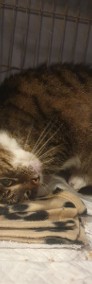 Kot Fedora,  bura koteczka szuka domku! - " Fundacja "Koci Pazur"-3