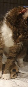 Kot Fedora,  bura koteczka szuka domku! - " Fundacja "Koci Pazur"-4