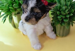 Unikatowe suczki Biewer Yorkshire Terrier  