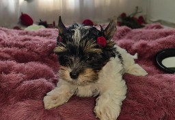 Unikatowa suczka Biewer Yorkshire Terrier  