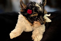 Unikatowa suczka Biewer Yorkshire Terrier  