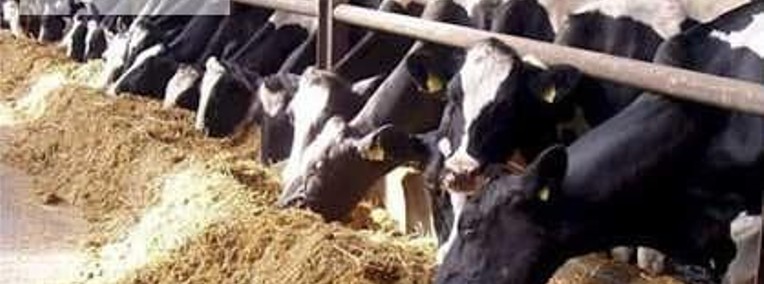 Krowy,jalowki od 700 zl/szt.Mleko 4% cena 0,40 zl/litr.-1