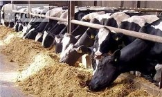 Krowy,jalowki od 700 zl/szt.Mleko 4% cena 0,40 zl/litr.