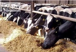 Krowy,jalowki od 700 zl/szt.Mleko 4% cena 0,40 zl/litr.
