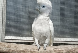 Kakadu salomońska