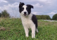 Border Collie - śliczna suczka z hodowli, komplet dok.