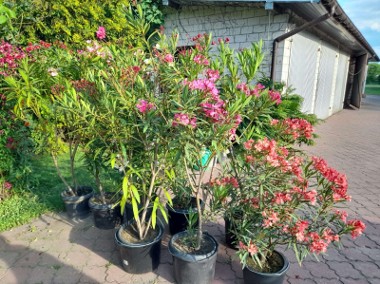 Oleander różne kolory-1