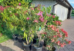 Oleander różne kolory