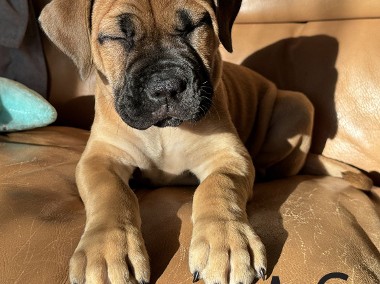 Boerboel Mastif Południowoafrykański FCI ZKwP szczeniaki-1