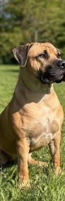 Boerboel Mastif Południowoafrykański FCI ZKwP szczeniaki-4