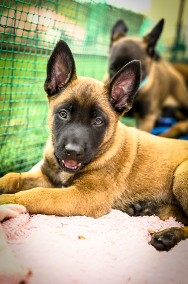 Owczarek belgijski Malinois-2