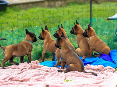 Owczarek belgijski Malinois-1