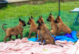 Owczarek belgijski Malinois