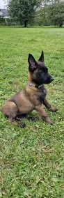 Owczarek belgijski Malinois-3