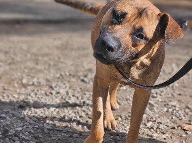 Amstaff mix Złoty schronisko Zgierz -aktualne -1