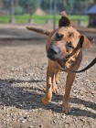 Amstaff mix Złoty schronisko Zgierz -aktualne 