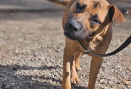 Amstaff mix Złoty schronisko Zgierz -aktualne 