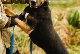 KUSY - zwykły pies o niezwykłym charakterze, ADOPTUJ!