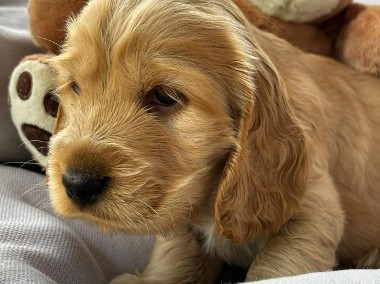 Cocker Spaniel Angielski -1