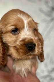 Cocker Spaniel Angielski -3