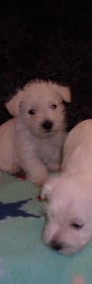West Highland White Terrier-3