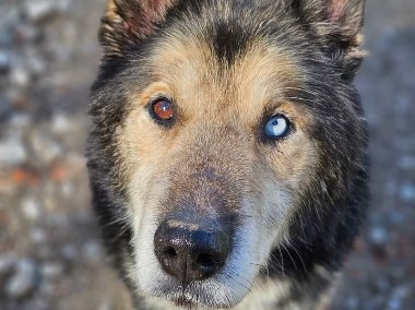 Nanuk wierzy w człowieka i wie, że gdzieś tam na niego dom jeszcze czeka-1