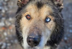 Nanuk wierzy w człowieka i wie, że gdzieś tam na niego dom jeszcze czeka