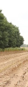 atrakcyjna działka 1.300 ha, Chełmce-4