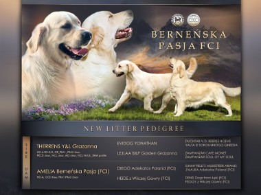 Golden Retriever FCI szczenieta -1