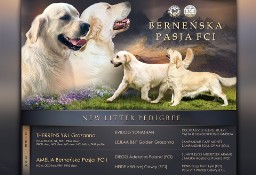 Golden Retriever FCI szczenieta 