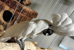 Dorosła para kakadu alba 