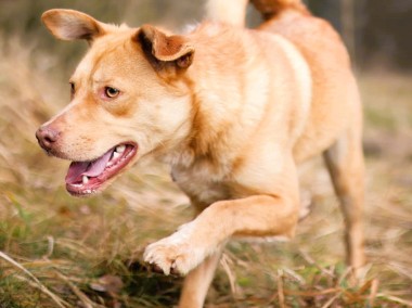 RUDI cudowny, wesoły psiak do adopcji-2