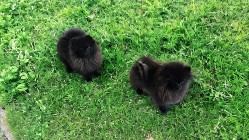 Pomeranian Szpic Miniaturowy czarne sunie typ misia!!