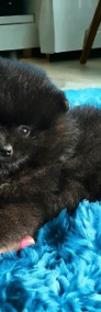 Pomeranian Szpic Miniaturowy czarne sunie typ misia!!-3