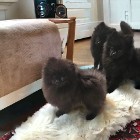 Pomeranian Szpic Miniaturowy czarne sunie typ misia!!
