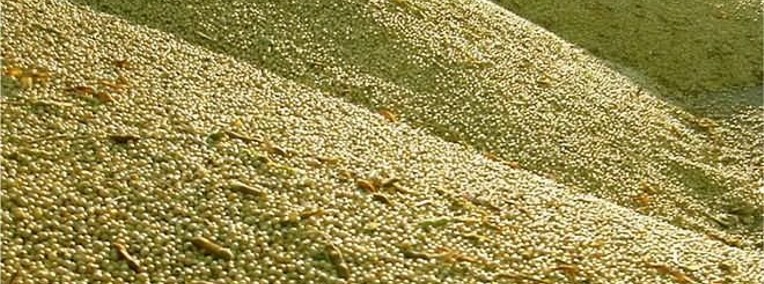 Ukraina.Tlocznia nasion oleistych,soi,rzepaku,lnu,kukurydzy,zboz-1
