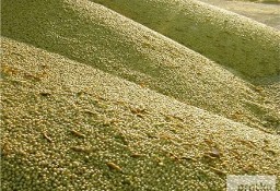 Ukraina.Tlocznia nasion oleistych,soi,rzepaku,lnu,kukurydzy,zboz