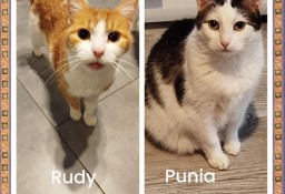 Punia i Rudy pilnie szukają nowego domu razem lub osobno