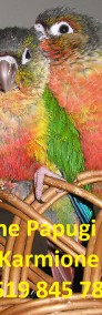 Papugi ręcznie karmione : rudosterki, mnichy, konura słoneczna-4
