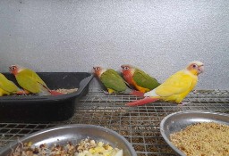 Papugi ręcznie karmione : rudosterki, mnichy, konura słoneczna