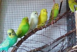 Papużki faliste; Papugi faliste; Papuga