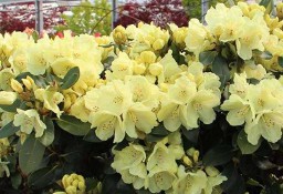 Różanecznik 'Goldkrone'/Rhododendron 'Goldkrone C5