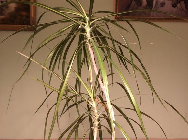 Zadbany kwiat, prawdopodobnie Dracena odwrócona lub Jukka herbaciana-1