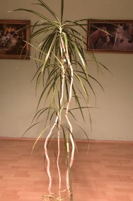 Zadbany kwiat, prawdopodobnie Dracena odwrócona lub Jukka herbaciana-2