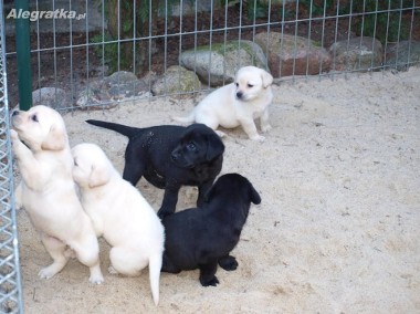 Czarne i biszkoptowe szczenięta rasy Labrador Retriever-1
