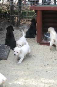 Czarne i biszkoptowe szczenięta rasy Labrador Retriever-2