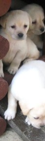 Czarne i biszkoptowe szczenięta rasy Labrador Retriever-4