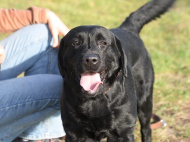 Młody Bruno w typie labradora-1